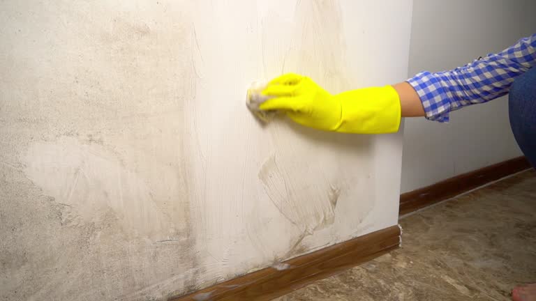 Best Mold Odor Removal Services  in West Chester, PA